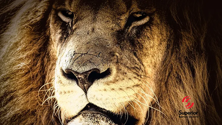 Close-up on a lion's face